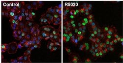 Invitrogen Phospho-Progesterone Receptor (Ser190) Monoclonal Antibody (1154)