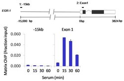 Invitrogen Phospho-RNA pol II CTD (Ser2, Ser5) Polyclonal Antibody 100