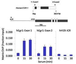 Invitrogen Phospho-SMAD2 (Thr8) Recombinant Rabbit Monoclonal Antibody