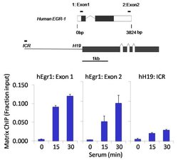 Invitrogen Phospho-STAT5 alpha (Tyr694) Recombinant Superclonal Antibody