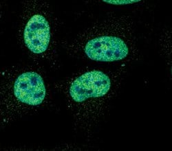 Invitrogen Phospho-STAT1 (Tyr701) Monoclonal Antibody (S.213.5) 100 &mu;L;