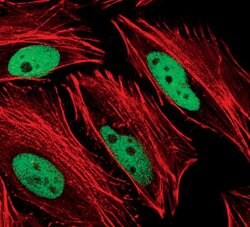 Invitrogen Phospho-c-Jun (Ser63) Polyclonal Antibody 100 &mu;L; Unconjugated:Antibodies,