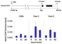 Invitrogen Phospho-EIF2S1 (Ser51) Recombinant Superclonal Antibody (10HCLC)
