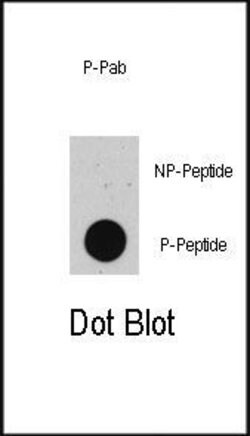 Phospho-p53 (Thr55) Rabbit anti-Human, Polyclonal, Invitrogen 400 &mu;L;