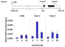Invitrogen Phospho-p70 S6 Kinase (Thr421, Ser424) Recombinant Rabbit Monoclonal