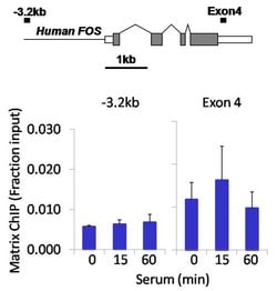 Invitrogen Phospho-p70 S6 Kinase (Thr421, Ser424) Recombinant Rabbit Monoclonal
