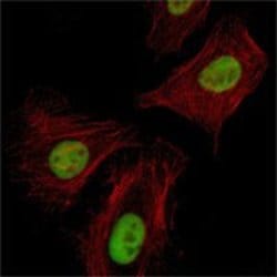 Invitrogen Pirh2 Monoclonal Antibody (1H10) 100 &mu;L; Unconjugated:Antibodies,