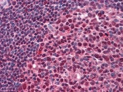 Invitrogen Pirh2 Monoclonal Antibody (1H10) 100 &mu;L; Unconjugated:Antibodies,
