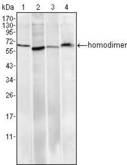 Invitrogen Pirh2 Monoclonal Antibody (1H10) 100 &mu;L; Unconjugated:Antibodies,