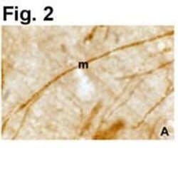Invitrogen PLP1 Polyclonal Antibody 100 &mu;L; Unconjugated:Antibodies,