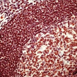 Invitrogen PARP1 Polyclonal Antibody:Antibodies:Primary Antibodies