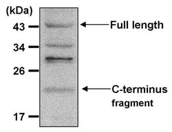 Invitrogen Presenilin 1 Monoclonal Antibody (APS 18) 200 &mu;g; Unconjugated:Antibodies,