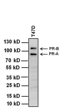 Invitrogen Progesterone Receptor Monoclonal Antibody (PR-AT 4.14) 100 &mu;g;