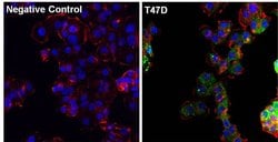 Invitrogen Progesterone Receptor Monoclonal Antibody (alpha PR-22) 100