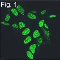 Phosphatidylinositol 4,5-bisphosphate Monoclonal Antibody (2C11), Invitrogen