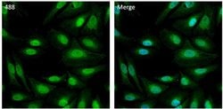 Invitrogen™ PSMB8 Polyclonal Antibody, Alexa Fluor™ 488