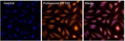 Invitrogen™ PSMB6 Polyclonal Antibody, Alexa Fluor™ 555