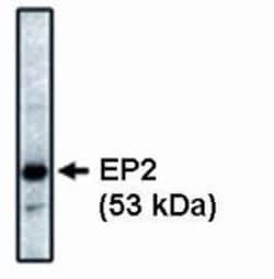 Invitrogen PTGER2 Monoclonal Antibody (3E6) 100 &mu;g; Unconjugated:Antibodies,