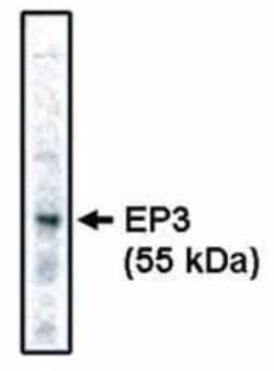Invitrogen PTGER3 Monoclonal Antibody (5F5) 100 &mu;g; Unconjugated:Antibodies,