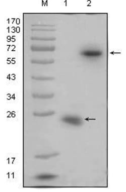 Invitrogen&trade;&nbsp;RSPO1 Monoclonal Antibody (7A6)