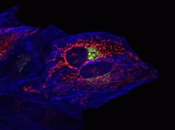 TagRFP Polyclonal Antibody, Invitrogen 100 &mu;g | Buy Online | Invitrogen | Fisher Scientific