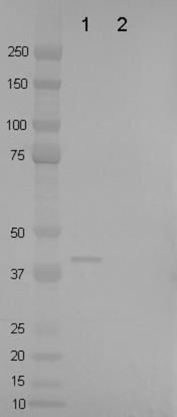 TagRFP Polyclonal Antibody, Invitrogen 100 &mu;g | Buy Online | Invitrogen | Fisher Scientific