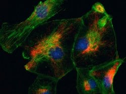 Invitrogen&trade;&nbsp;Goat anti-Rabbit IgG (H+L) Cross-Adsorbed ReadyProbes&trade; Secondary Antibody, Alexa Fluor&trade; 594