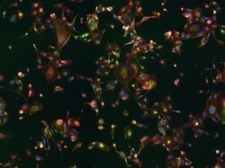 Invitrogen&trade;&nbsp;Goat anti-Rabbit IgG (H+L) Cross-Adsorbed ReadyProbes&trade; Secondary Antibody, Alexa Fluor&trade; 594