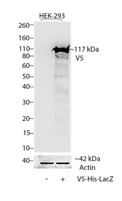 Invitrogen V5 Tag Monoclonal Antibody, AP 125 &mu;L; Alkaline Phosphatase