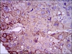 Invitrogen Rab4 Monoclonal Antibody (4E11) 100 &mu;g; Unconjugated:Antibodies,