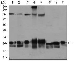 Invitrogen Rab4 Monoclonal Antibody (4E11) 100 &mu;g; Unconjugated:Antibodies,