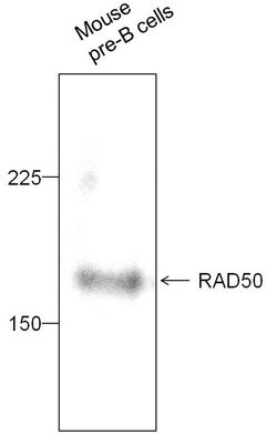 Invitrogen RAD50 Polyclonal Antibody 100 &mu;L | Buy Online | Invitrogen&trade; | Fisher Scientific