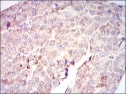 Invitrogen c-Raf Monoclonal Antibody (4G4) 100 &mu;g; Unconjugated:Antibodies,