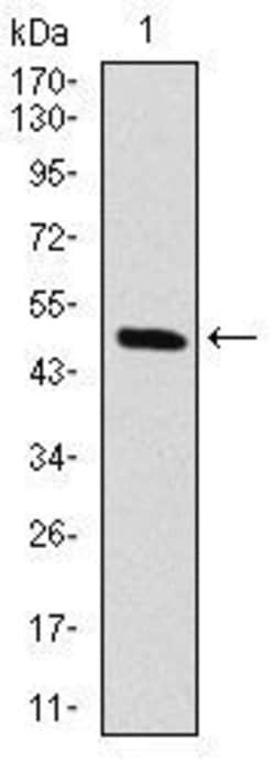 Invitrogen c-Raf Monoclonal Antibody (4G4) 100 &mu;g; Unconjugated:Antibodies,