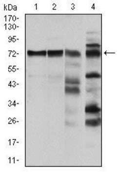 Invitrogen c-Raf Monoclonal Antibody (4G4) 100 &mu;g; Unconjugated:Antibodies,