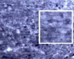 RALA Polyclonal Antibody, Invitrogen 100 &mu;L | Buy Online | Invitrogen | Fisher Scientific