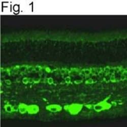 Invitrogen RANBP2 Polyclonal Antibody 100 &mu;g; Unconjugated:Antibodies,