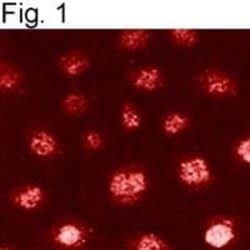 Invitrogen RANBP3 Polyclonal Antibody 200 &mu;g; Unconjugated:Antibodies,