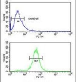 RERE Rabbit anti-Human, Mouse, Polyclonal, Invitrogen 400 &mu;L; Unconjugated:Antibodies,