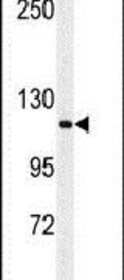 RERE Rabbit anti-Human, Mouse, Polyclonal, Invitrogen 400 &mu;L; Unconjugated:Antibodies,