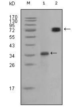 Invitrogen RET Monoclonal Antibody (8D10C9) 100 &mu;L; Unconjugated:Antibodies,