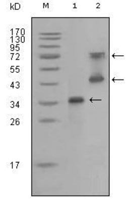 Invitrogen RET Monoclonal Antibody (6E4C4) 100 &mu;L; Unconjugated:Antibodies,
