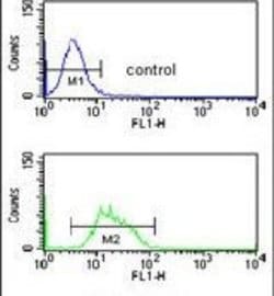 RFC3 Rabbit anti-Human, Mouse, Polyclonal, Invitrogen 400 &mu;L; Unconjugated:Antibodies,