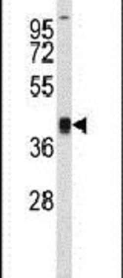 RFC3 Rabbit anti-Human, Mouse, Polyclonal, Invitrogen 400 &mu;L; Unconjugated:Antibodies,