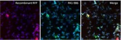 Invitrogen RFP Polyclonal Antibody 100 &mu;g; Unconjugated:Antibodies,