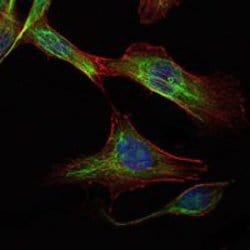 Invitrogen RICTOR Monoclonal Antibody (7B3) 100 &mu;L; Unconjugated:Antibodies,