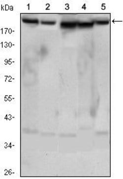 Invitrogen RICTOR Monoclonal Antibody (7B3) 100 &mu;L; Unconjugated:Antibodies,