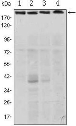 Invitrogen RICTOR Monoclonal Antibody (4H5) 100 &mu;L | Buy Online | Invitrogen&trade; | Fisher Scientific