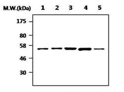 RIP2 Mouse anti-Human, Mouse, Rat, Clone: AF28D3, Invitrogen 100 &mu;L;