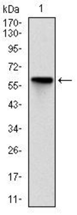 Invitrogen ROCK1 Monoclonal Antibody (1H4) 100 &mu;g; Unconjugated:Antibodies,